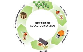 Sustainable Food System: From Farm to Kitchen
